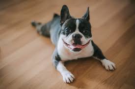 Image result for boston terrier