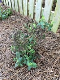 Bee Balm Plant Is Black And Dying Other Plants Near By Are Thriving Hometalk