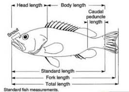 Ikan ini bisa berkembang biak dengan cepat. Benih Ikan Nila Benihikannila Com