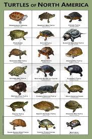 Turtles Of North America Art Print Field Guide Etsy Freshwater Turtles Turtle Alligator Snapping Turtle