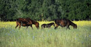 You are presented with so many insurance options that you are unsure which is best. 10 Facts About Horses Help For Horses Topics Campaigns Topics Four Paws International
