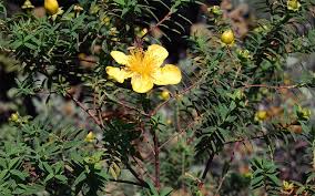 Image result for Hypericum revolutum
