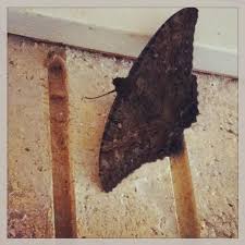 Black And White Spotted Moth Meaning Treasures Large Moth Could Mean A Lottery Win Blogs Times Record Fort Smith Ar