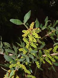 Image result for Ozoroa nigricans