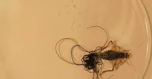 Horsehair yarn and woven fabric: Absurd Creature Of The Week The Parasitic Worm That Turns Crickets Into Suicidal Maniacs Wired