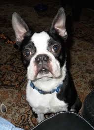 … will be raised in our home until he finds his forever home. Boston Terrier For Adoption Near Me Petsidi