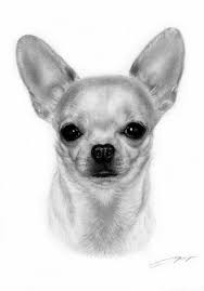 Artist Danguole Serstinskaja Www Petdrawings Net Chihuahua Drawing Dog Drawing Chihuahua Tattoo