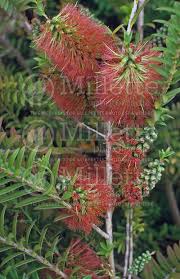 Image result for Melaleuca hypericifolia