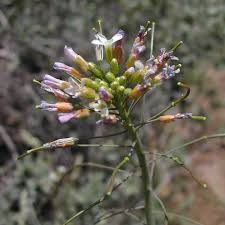 Image result for Anagallis gracilipes