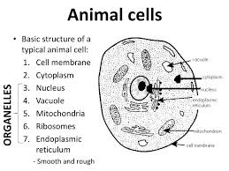 Maybe you would like to learn more about one of these? Ppt Cells Powerpoint Presentation Free Download Id 2222896
