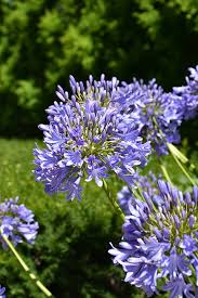 Image result for Agapanthus africanus