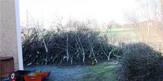 Dann denken eigenheimbesitzer manchmal darüber nach, den baum fällen zu darüber hinaus können die einzelnen gemeinden entscheiden, ob und wann bäume gefällt werden dürfen. Der Countdown Lauft Baume Und Straucher Durfen Nur Bis Marz Gestutzt Oder Gefallt Werden