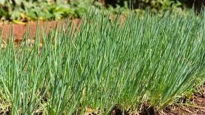 Durch Seinen Starken Geruch Soll Er Schadlinge Vertreiben Wie Sie Ihn Anpfla Schnittlauch Pflanzen Schnittlauch Saen Garten