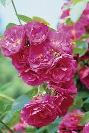 Check spelling or type a new query. John Cabot Rose Rose Beautiful Flowers Climbing Roses
