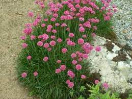 Maybe you would like to learn more about one of these? Armeria Spendens Sea Thrift Plant Pink Allium Flowers Amazing Grassy Thrift Plant Allium Flowers Plants