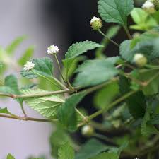 Image result for Lippia woodii
