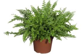 Can you keep boston ferns outside? Houseplant Guide How To Care For A Boston Fern Evening Standard