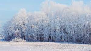 Wald, winter, schnee, landschaft, bäume | Bild, Foto, Desktop-Hintergrund.