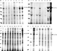 A local exterminating company offers a large variety of treatments for the many different pests in the bakersfield, ca region. Sds Page Analysis Of Different B Thuringiensis Strains After 48 H Download Scientific Diagram