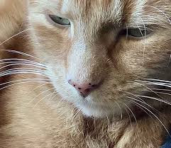 Brown spots in cat's eye. Cat Freckles Why Are There Black Spots On My Cat S Nose