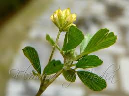 Image result for Trifolium dubium