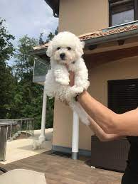 bichon frise welpen reinrassig nur noch ein rude zu vergeben in bayern kirchenthumbach ebay kleinanzeigen bichon frise welpen haustiere