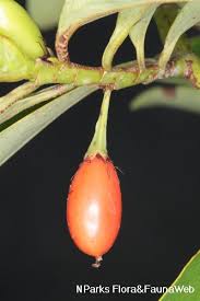 Image result for Erythroxylum zambesiacum