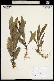 Image result for Sonchus dregeanus