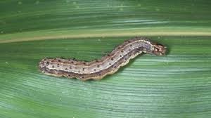 Grass with damaged roots will begin to thin, yellow. How To Treat Your Lawn For Lawn Grub Armyworm Specialist Sales