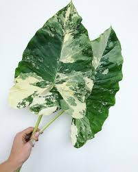Plants→elephant ears (colocasia)→variegated elephant ear (colocasia esculenta 'ʻelepaio'). Big Beautiful Variegated Elephant Ears Alocasia Macrorrhizos Variegata Love The Marble Look Wildfl Flower Delivery Garden Girls Studio City California