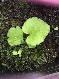 Image result for Adiantum reniforme