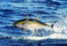 Different Types Of Tuna Species Of Tuna Sport Fishing