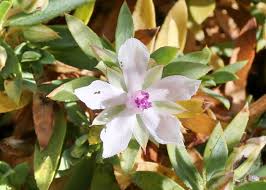 Image result for Elatinaceae