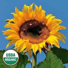 Tarahumara Sunflower Sunflower Seeds Edible Seeds