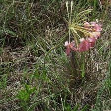 Image result for Pelargonium luridum