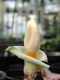 Image result for Amorphophallus goetzei