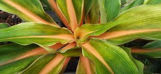 Image result for Palisota