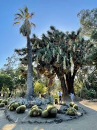 Image result for Washingtonia filifera