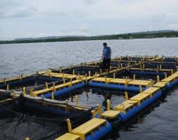 Program Emas Biru Bikin Panen Nelayan Maluku Meningkat Perahu Dermaga Indonesia