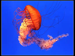 Pacific Sea Nettle Meduse
