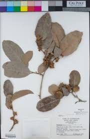 Image result for Diospyros mweroensis