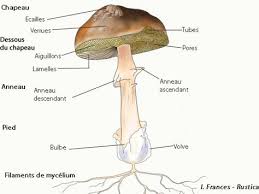 Comment Reconnaitre Et Differencier Les Champignons Champignon Dessin Champignon Et Champignon Comestible