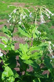 Maybe you would like to learn more about one of these? Nicotiana Sylvestris Woodland Tobacco White Shooting Stars Buy Seeds At Rarepalmseeds Com