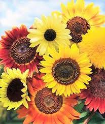 8 Species Mix Variety Pack Sunflower Seeds Usa Garden Vegetable Sun Flower Seed Non Gmo Heirloom For 2021 Season Fast Shipping Annual Flowers Planting Sunflower Seeds Flower Seeds