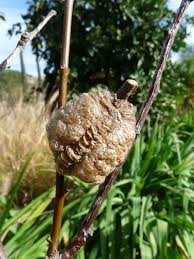 Hatching your praying mantis egg cases called (oothecas) is simple and a great project for kids and gardeners. Q How Should I Suspend My Ootheca Or Praying Mantis Egg Case In The Habitat Answer The Easiest Way To Suspend Your Praying Mantis Beautiful Bugs Habitats