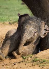 baby asian elephant zooborns elephant pictures baby animals