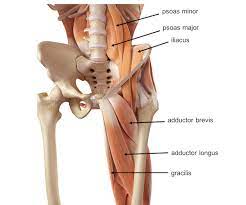 The levator ani is a broad sheet of muscle. Pelvis Hip Anatomy