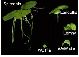 Image result for Spirodela