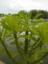 Image result for Euphorbiaceae