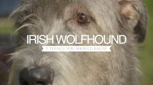 Join millions of people using oodle to find puppies for adoption, dog and puppy listings, and other pets adoption. Irish Wolfhound Guide Learn About Their Size Color Mix Age Cost Shedding Temperament More Caninejournal Com